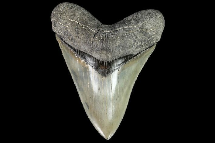 Serrated, Fossil Megalodon Tooth - Collector Quality #112612